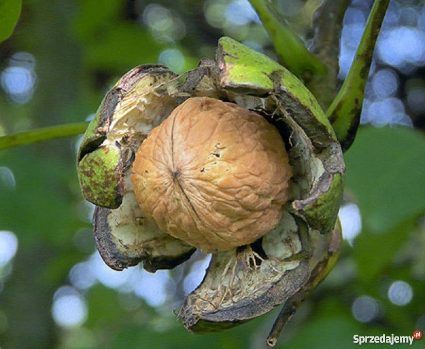 Orzechy włoskie Sadzonki orzech włoski Sandomierz