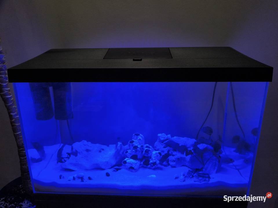 Akwarium 60l z pyszczakami Kielce sprzedam