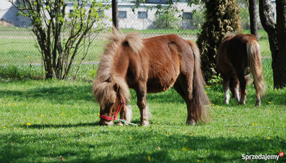 Kuc kuce klacz na sprzedaż Świecie