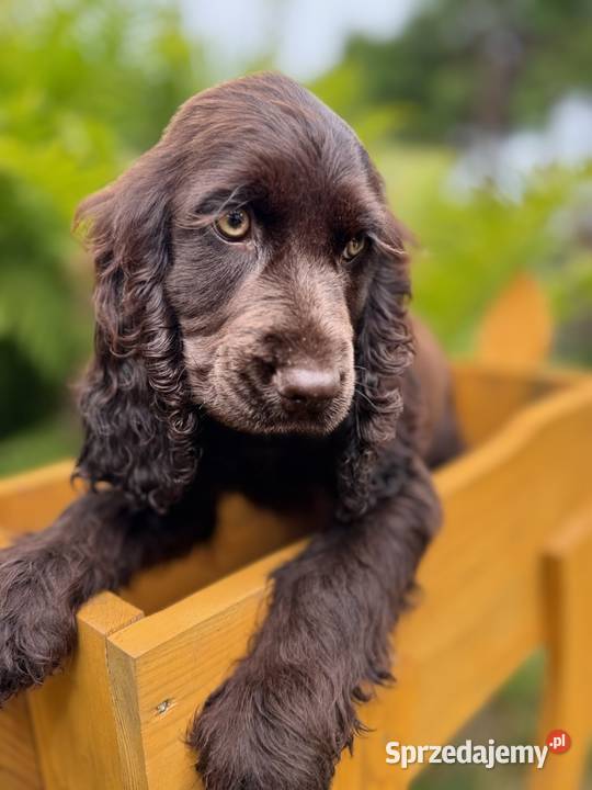 Śliczna czekoladowa suczka rasy Cocker Spaniel Kielce