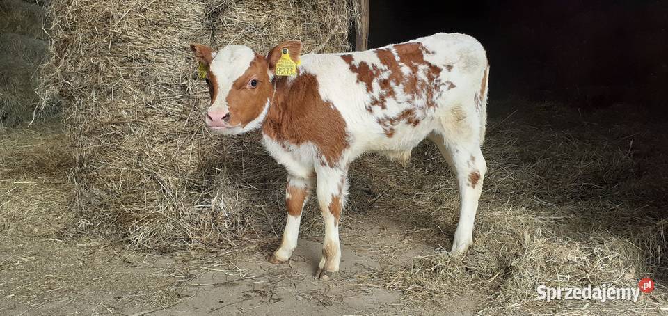 Byczek mięsny Simental cielę Stary Solec sprzedam