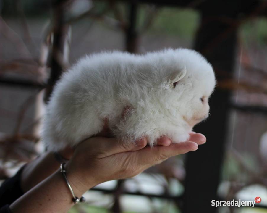 Pomeranian malutki piesek XS FCI łódzkie