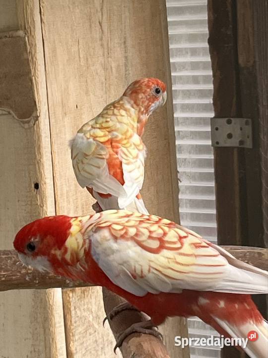 Rozela Królewska Pastel Sztum