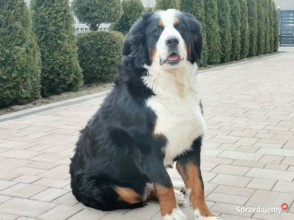 Berneński pies pasterski szczeniak Berneński Pies Pasterski Brudzewice