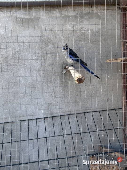 Rozella królewska wielkopolskie Mylin