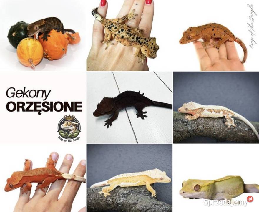 Gekony orzęsione śląskie Gliwice