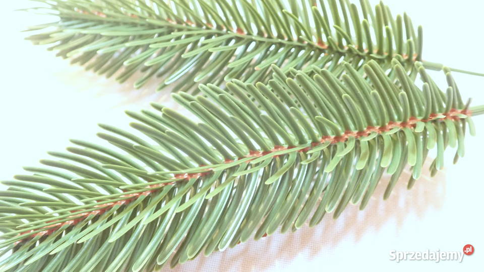 Gałązka jodły na drucie 4 sztuczna choinka 24 Siewierz