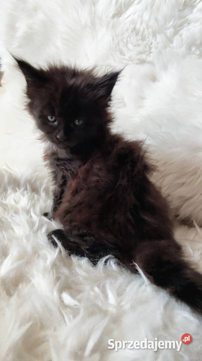 Maine Coon Częstochowa