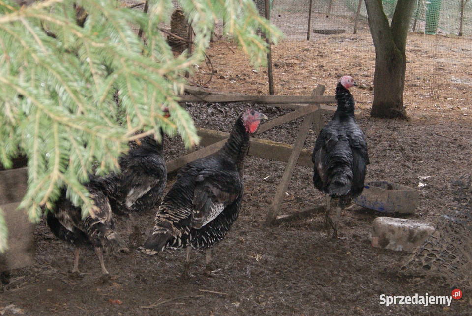 Indyki indyczki indory czarne i brązowe Gorlice