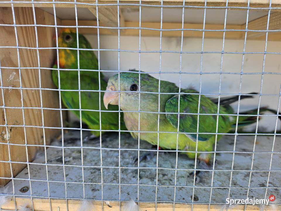 Aleksandretty chinskie sprzedam