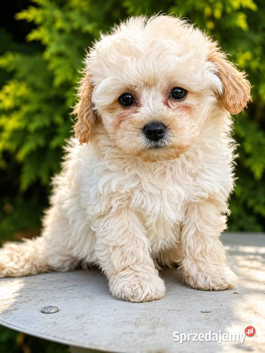 Maltipoo suczka gotowa do odbioru Pozostałe Krapkowice