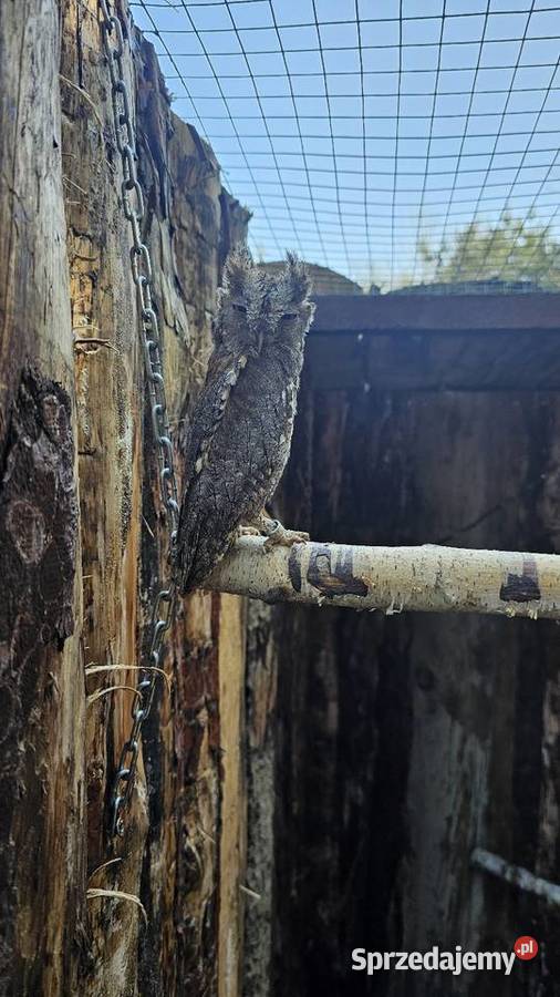 Syczek Otus Scops Młode 2025r Zapisy Marklowice Górne