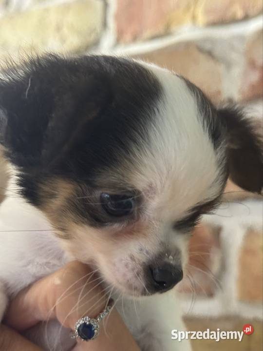 Sunia długowłosa Chihuahua malutka przekochana Warszawa sprzedam