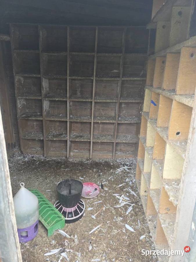 Golebnik gotowy do uzytku Ptaki mazowieckie Obrąb sprzedam