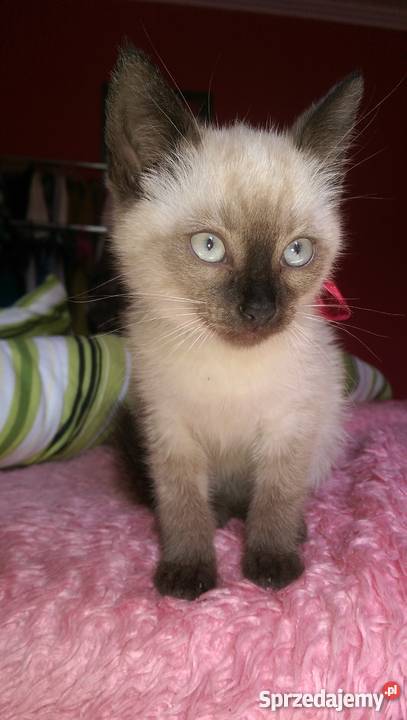Kot Syjamski Tajski Kocurek małopolskie