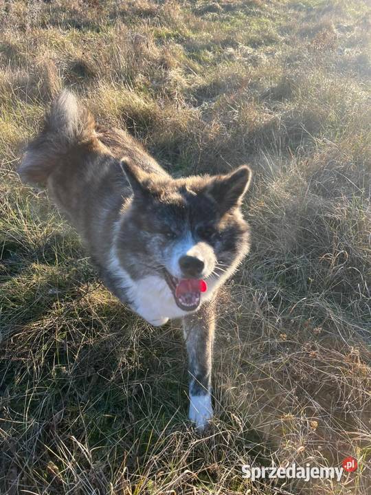 Ostatnia Japońska Akita Inu Okazja Międzychód
