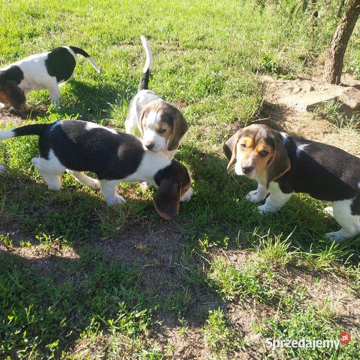 Szczeniaki beagle tricolor