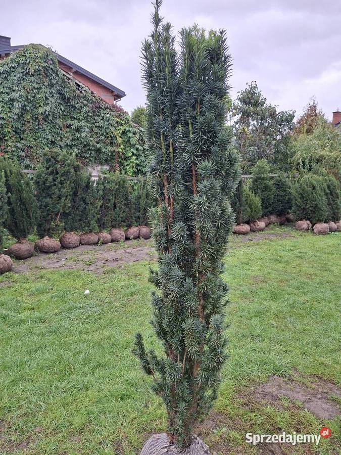 Cis Kolumnowy Fastigiata Robusta Mega Wysokie Mszczonów