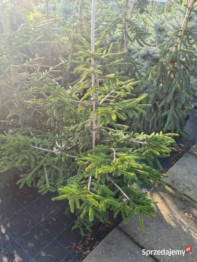 Thuja Yellow Ribbon żółta 80100 PRODUCENT łódzkie Rydzyny