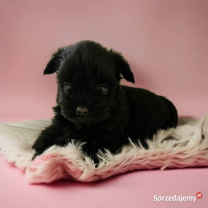 Mega piękna Cała Czarna Suczka York Bez Bieli dolnośląskie