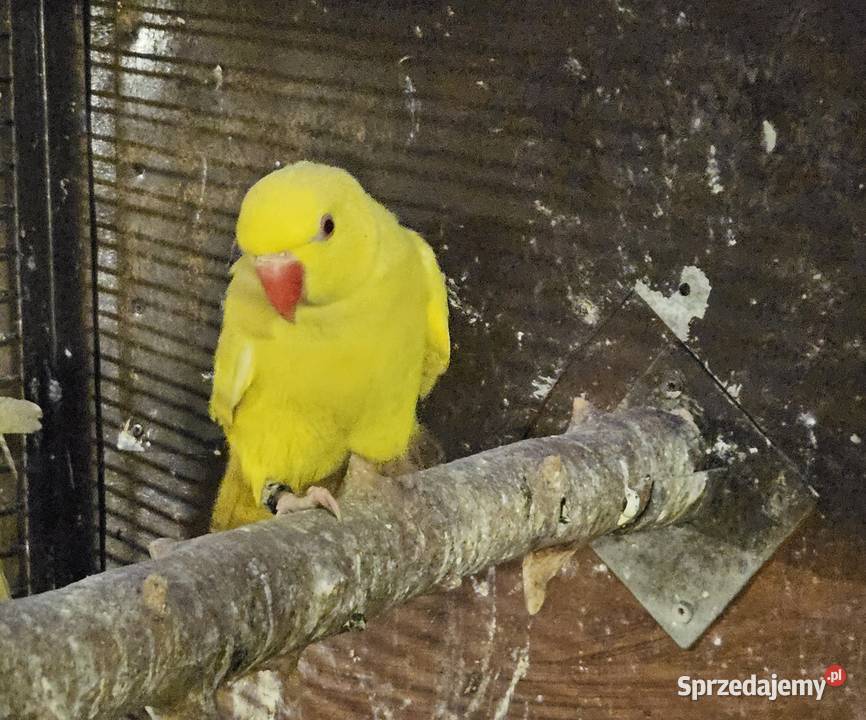 Aleksandretta obrożna lutino kujawsko-pomorskie Bydgoszcz