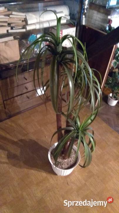 Drzewo dekoracyjne sztuczne z doniczką ok 150 Lubliniec