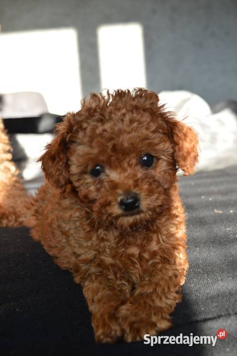 Pudel miniatura red suczkapiesek Zgierz