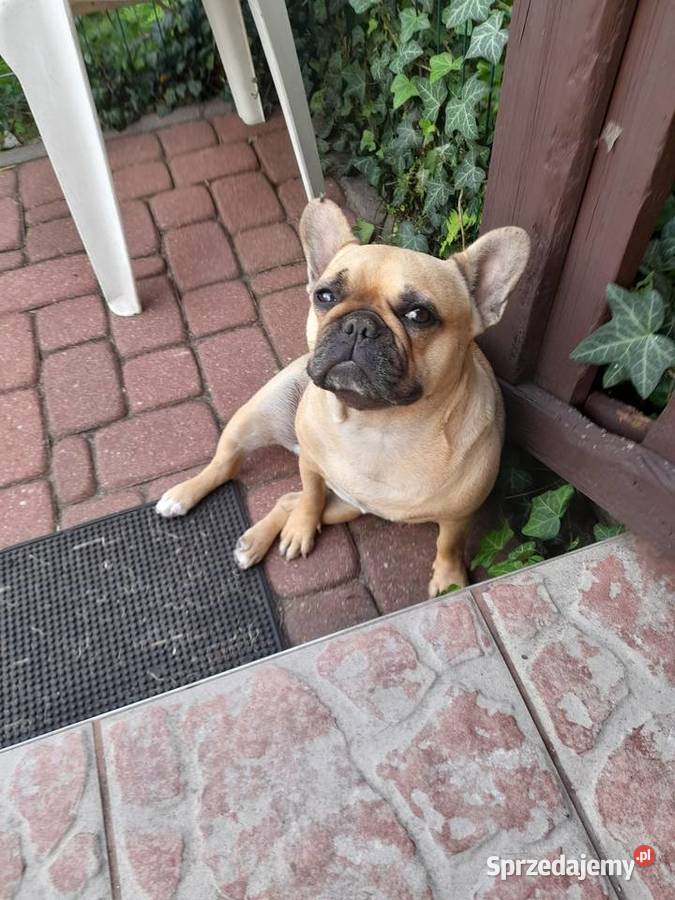 Buldog francuski suczka Augustów sprzedam