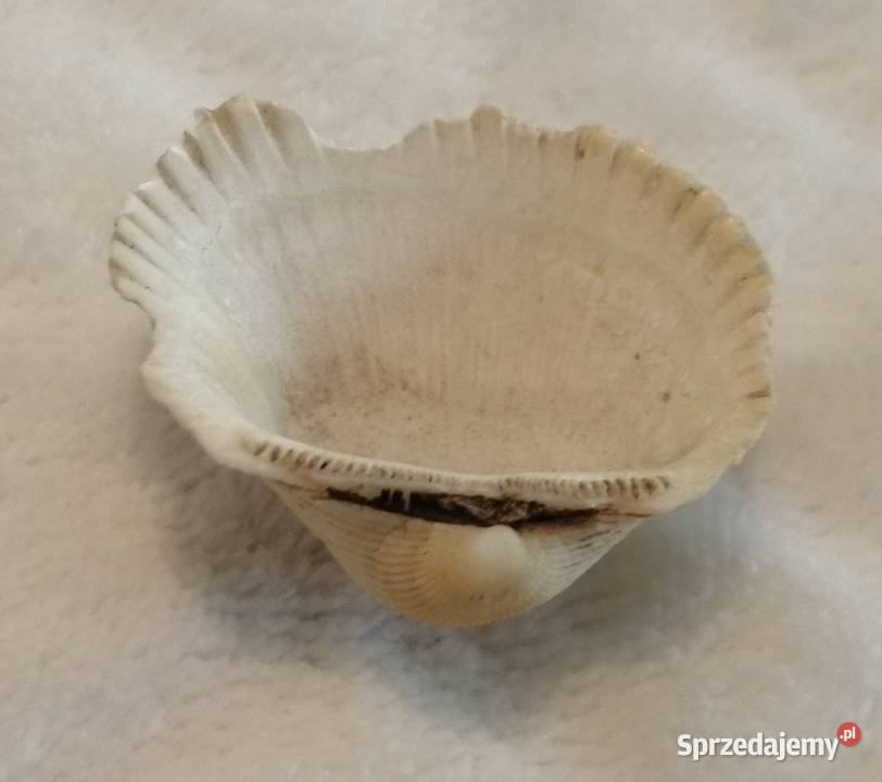Muszla 32 65 Kreatywne śląskie