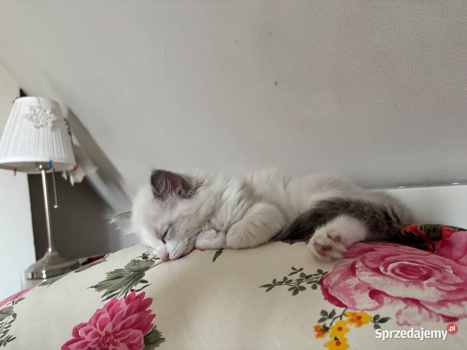 kocurek RAGDOLL blue bicolor rodowód Skierniewice