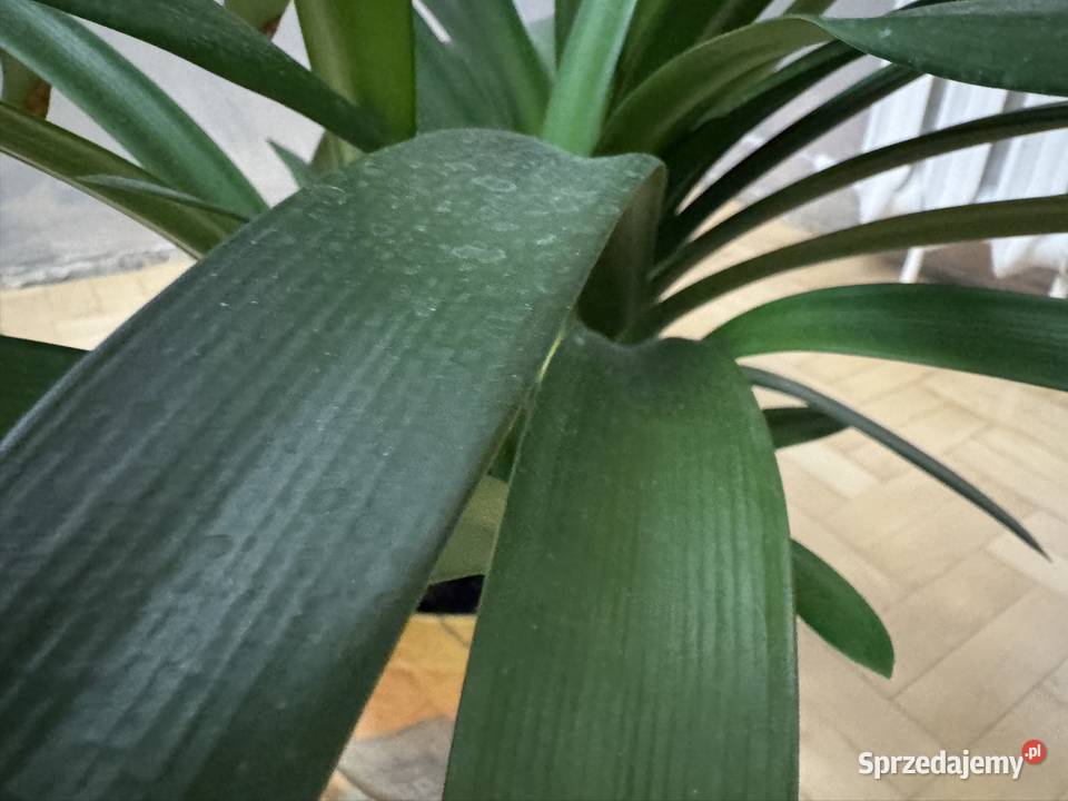 Kliwia pomarańczowa doniczkowa clivia miniata śląskie Częstochowa sprzedam