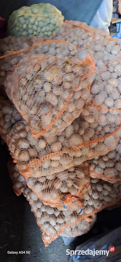 Ziemniaki odpadowe Jelcza