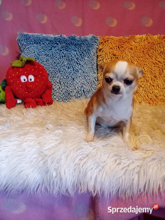 Chihuahua minimini suczki z rodowodem