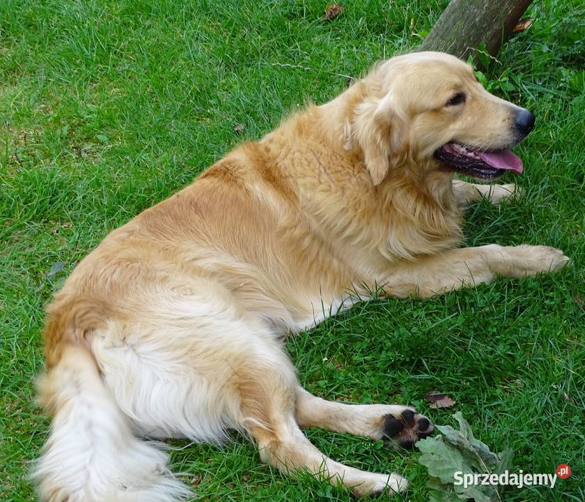 Piękny golden retriever Przysucha