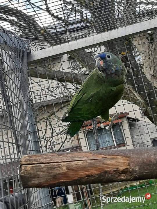 Piony niebieskogłowe 25r Skała