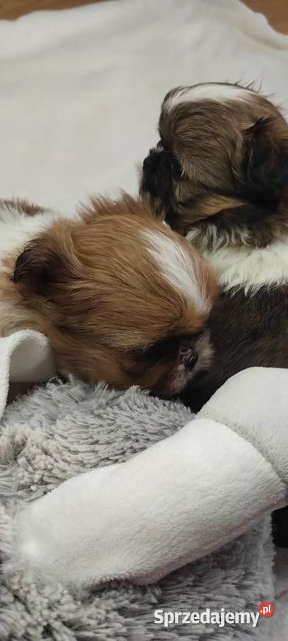 Shihtzu mini Kobierzyce