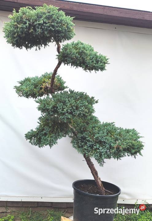 Bonsai Niwaki Jałowiec Blue Carpet Bonsai Medynia Łańcucka sprzedam