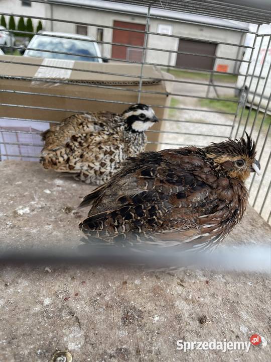 Przepióry kalifornijskie Ptaki Regnów