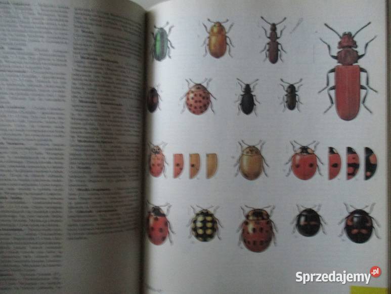 Bezkrwawe łowy Puchalski Świat zwierząt przyroda łódzkie Łódź