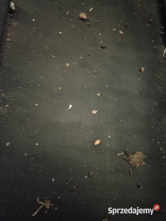 Rozsiewacz motyl