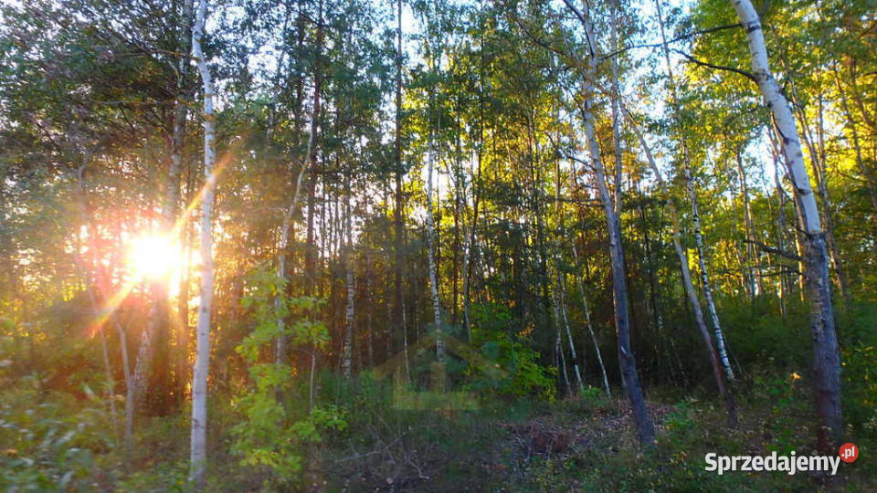 Działka budowlana w Niechnabrzu Niechnabrz