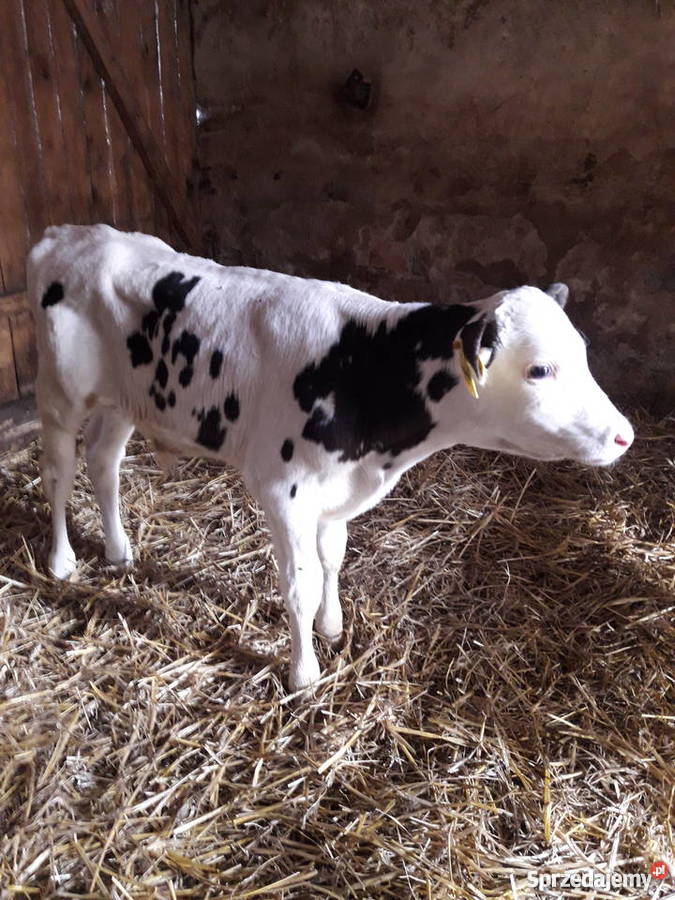 sprzedam cielaki byczki mięsne mm i ho Golub-Dobrzyń