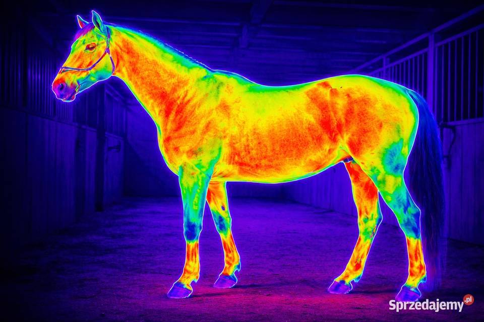 Sprawdzenie dopasowanie siodła kamerą Wrocław