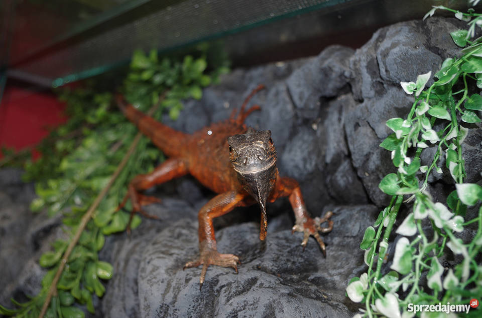Legwan Zielony RED Gady i płazy Warszawa