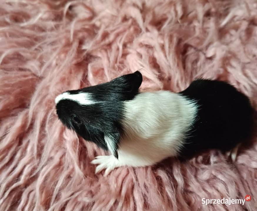 świnki morskie rozeta gładkie Modrze