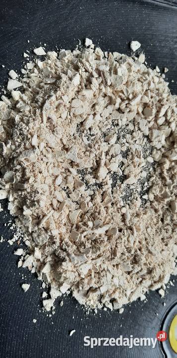 Pniarek brzozowy Białoporek brzozowy susz zachodniopomorskie Koszalin