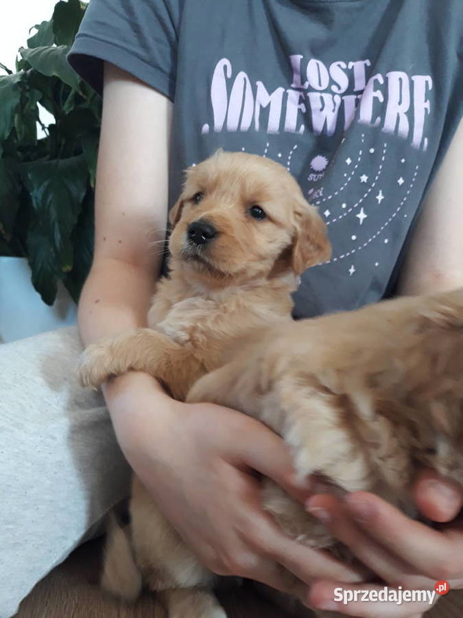 Golden Retriever złote Mielec