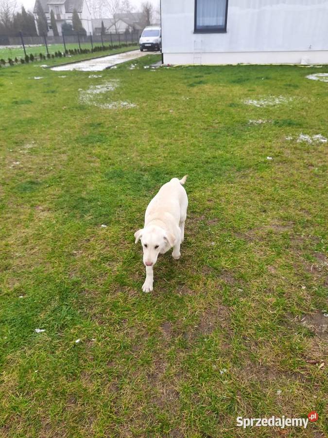 6 miesięczna suczka biszkoptowa Zwierzęta