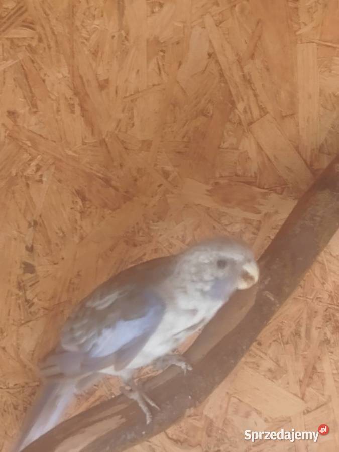 Rozelle królewskie niebieskie Pasturka sprzedam