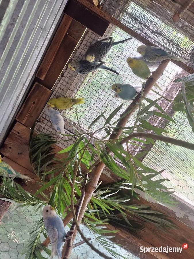 Papugi faliste Nakło nad Notecią